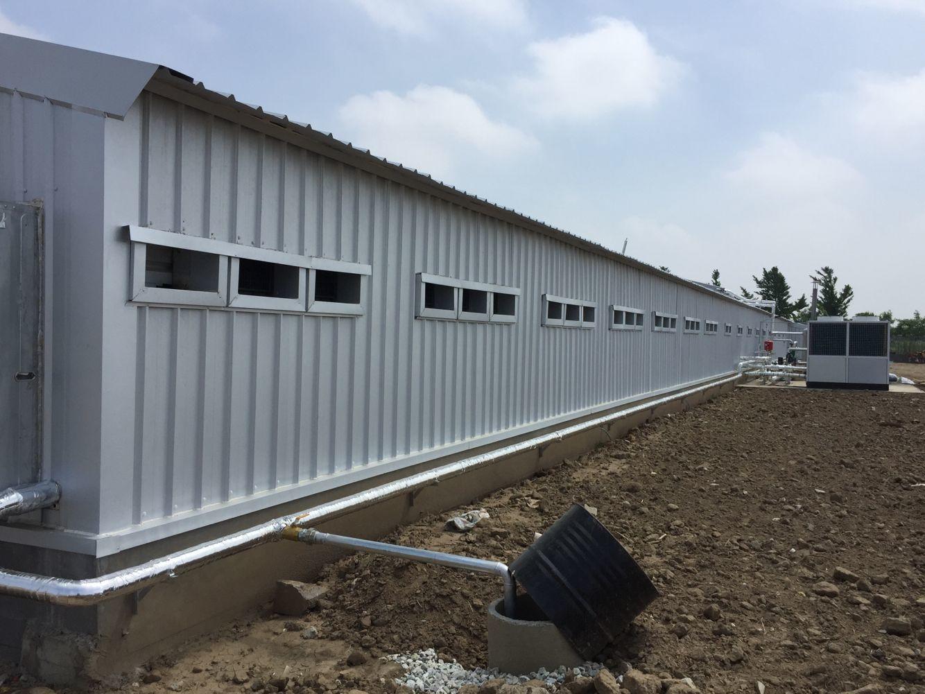 Prefabricated na istraktura ng bakal na manok broiler house